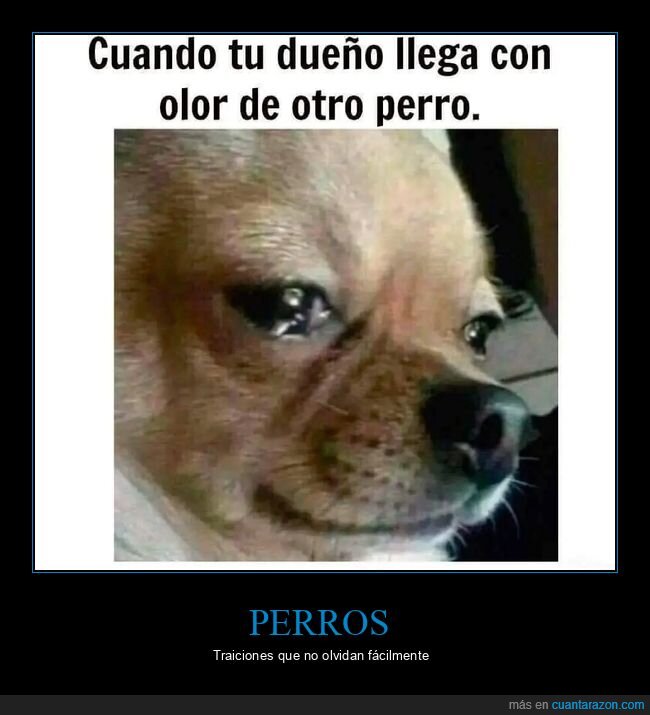 dueño,olor,perros