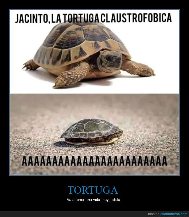 claustrofóbica,tortuga
