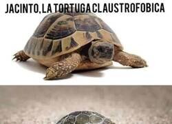 Enlace a El drama de una tortuga