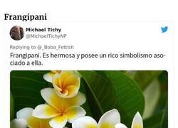 Enlace a ¿Cuáles son las flores favoritas de los hombres?