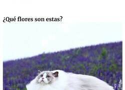Enlace a Plantas misteriosas que encontró la gente y quiso saber qué eran