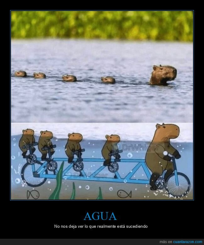 capibaras,familia,bicicleta