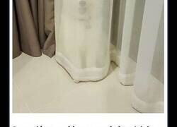 Enlace a Mascotas escondiéndose, pero no mucho