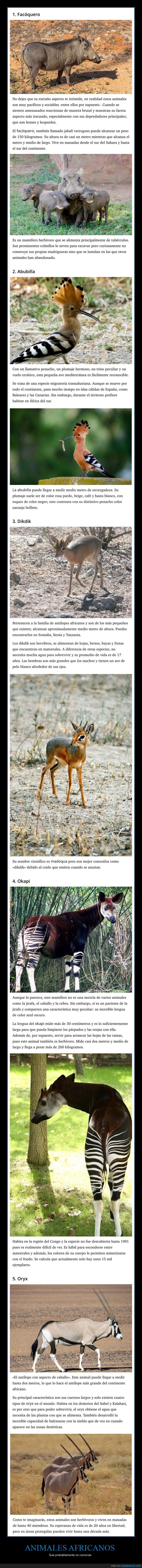 animales,africanos,curiosidades