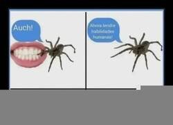 Enlace a Araña mordida por un humano