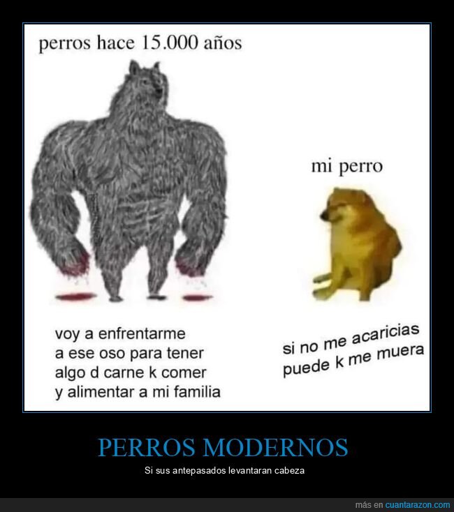 perros,doge,cheems