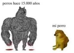 Enlace a PERROS MODERNOS