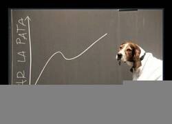 Enlace a Se le ve aplicado al can