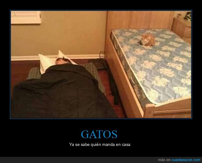 dormir,suelo,gato
