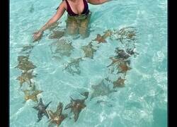 Enlace a Lo que hacen estos inconscientes con las estrellas de mar de Los Roques es lo que nunca deberías hacer