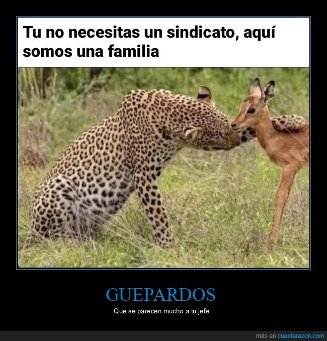 sindicato,gacela,guepardo,jefe
