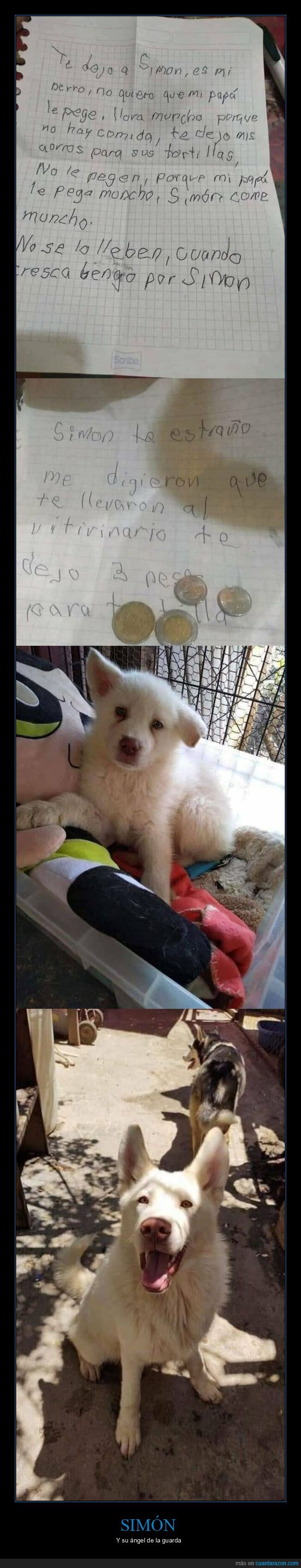 simón,perro,salvado