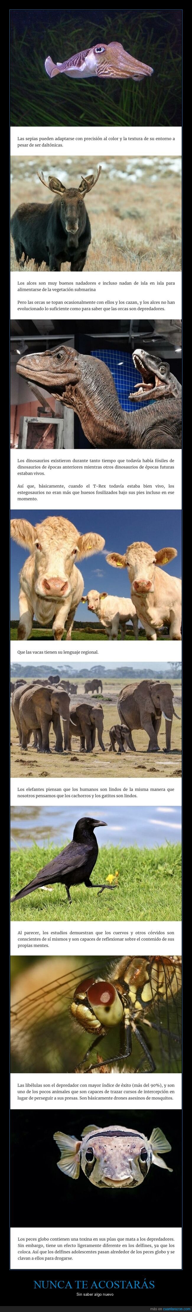 animales,curiosidades