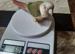 Enlace a Perico al peso