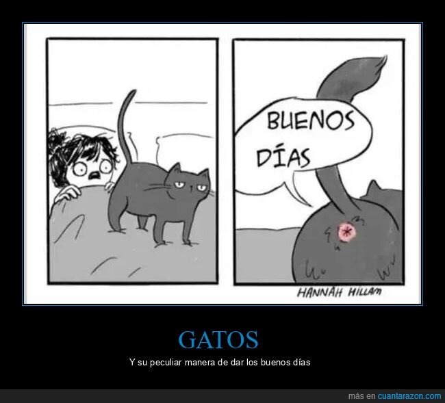 buenos días,cama,gatos