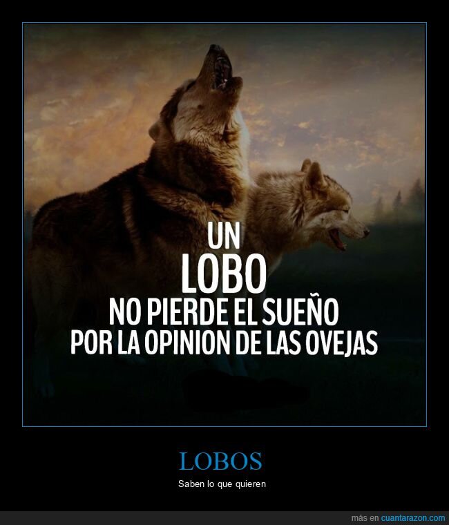 lobos,sueño,ovejas