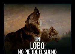 Enlace a El sueño del lobo
