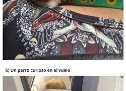 Enlace a Pasajeros inesperados y encantadores en diferentes medios de transporte