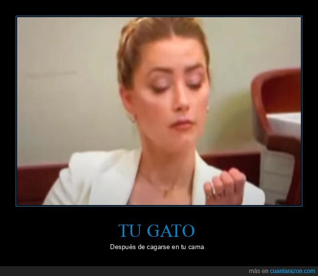 gato,cagarse,cama,amber heard