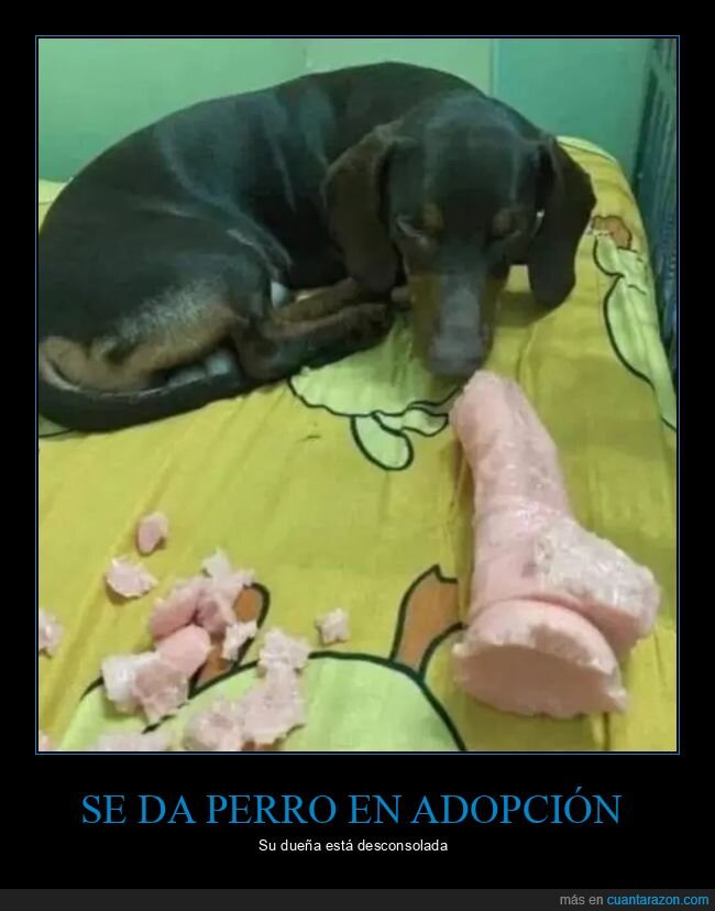 adopción,perros