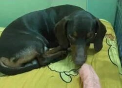 Enlace a Ese juguete no era suyo...