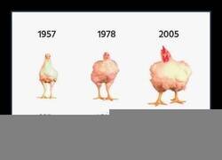 Enlace a Pollo longevo