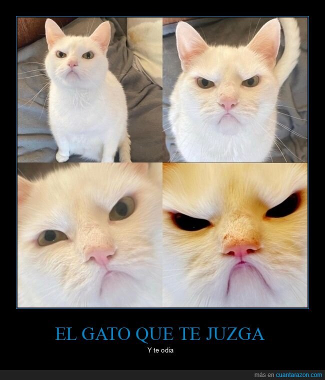 gato,mirada,juzgar,odiar