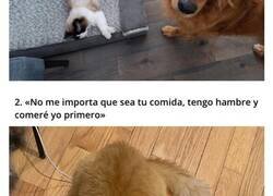 Enlace a Gatos descarados que creen que son dueños de todo en casa