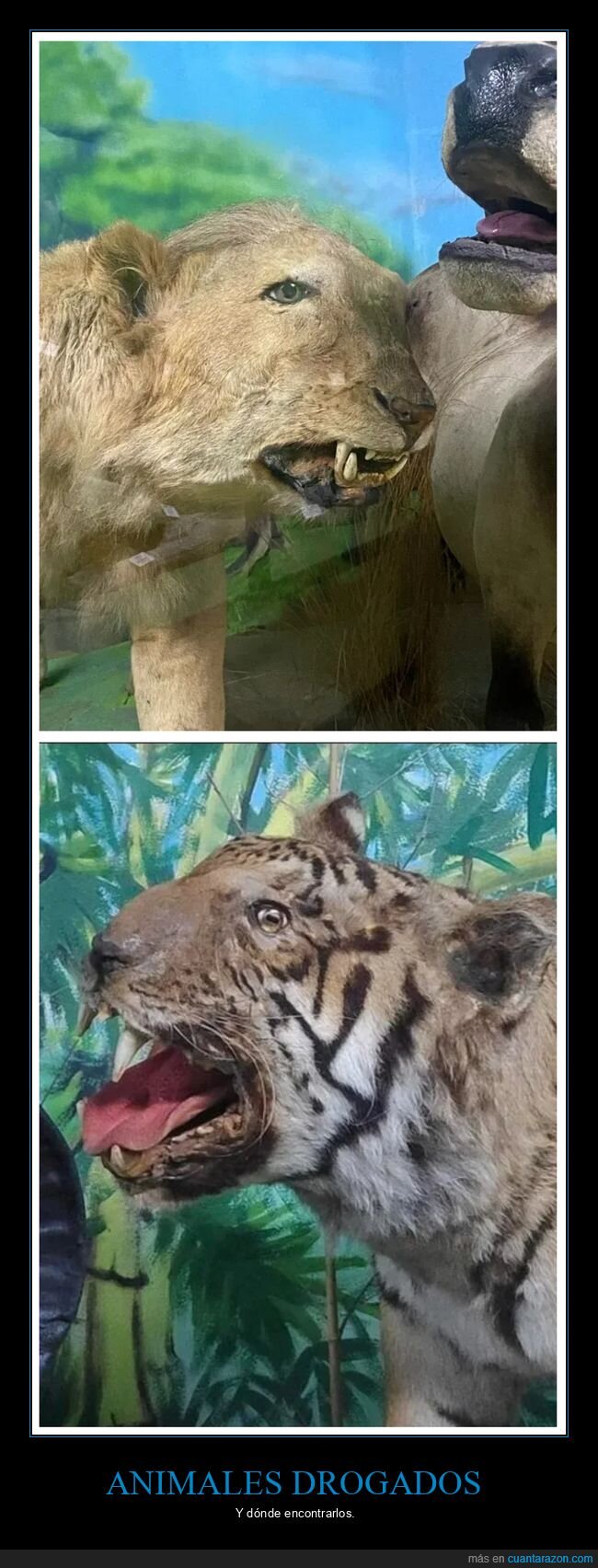 fails,león,taxidermia,trigre