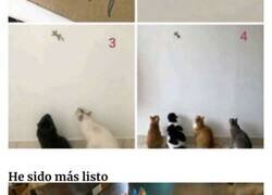 Enlace a Trampas funcionales que pusieron los dueños de gatos para pillarlos