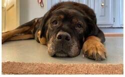 Enlace a Hombre abre asilo para perros ancianos que han sido abandonados