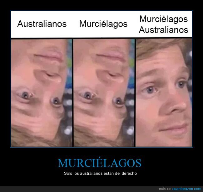 australianos,murciélagos