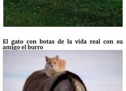 Enlace a Fotos que demuestran que los burros también son adorables