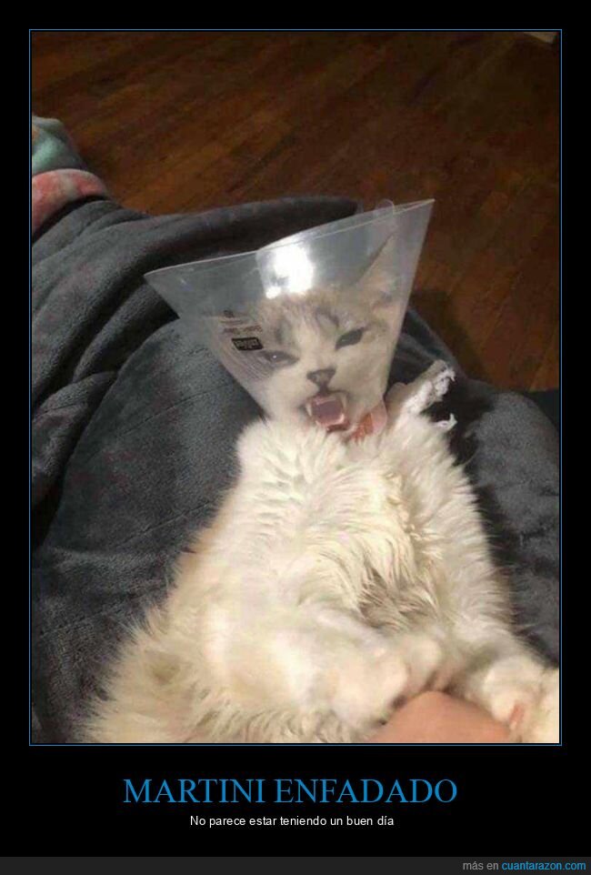gato,cono,martini,enfadado