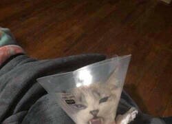 Enlace a Por si nunca habías visto un Martini cabreado