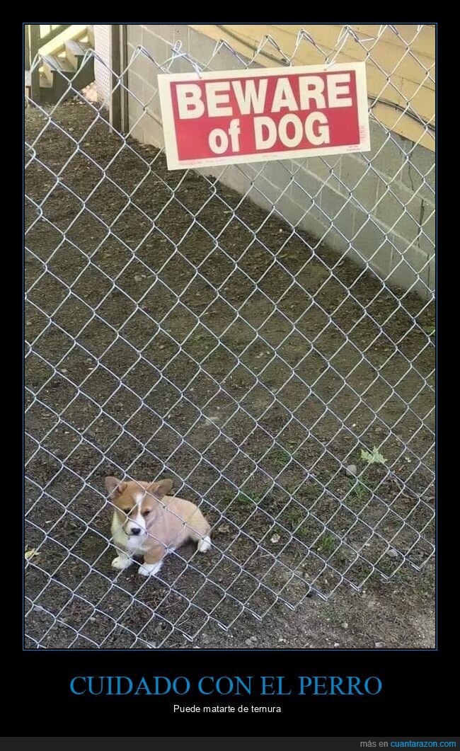 perro,cartel