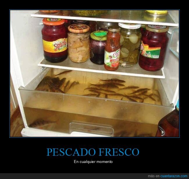 pescado,nevera,peces,wtf