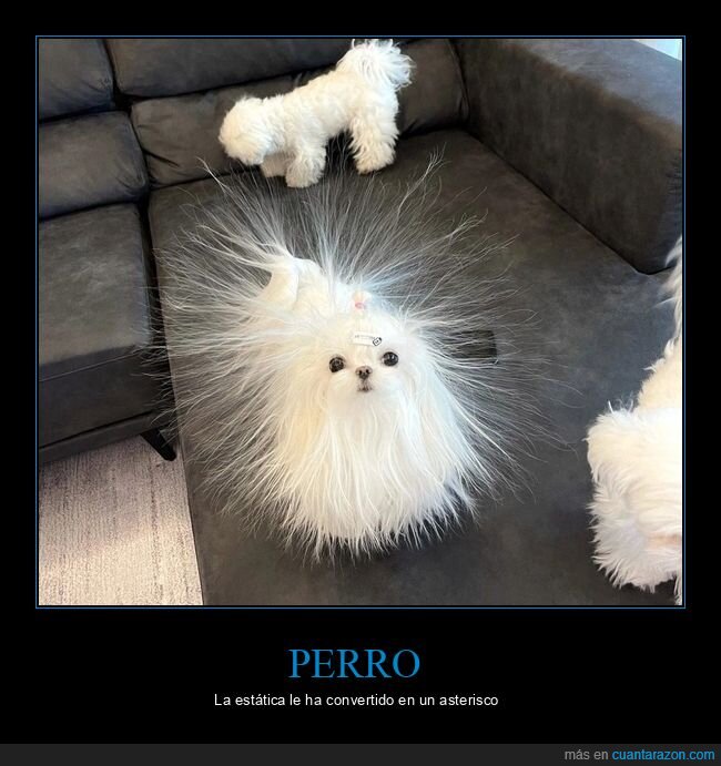 perro,pelo,estática