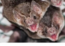 Enlace a ¿Más virus?