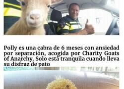 Enlace a Simpáticas cabras descansando, posando o simplemente haciendo el tonto