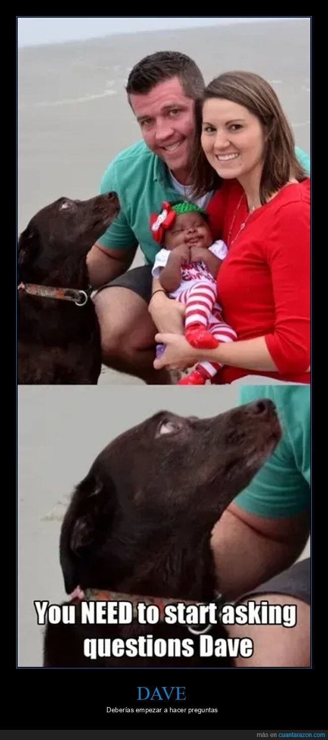 mirando,negro,niño,pareja,perros