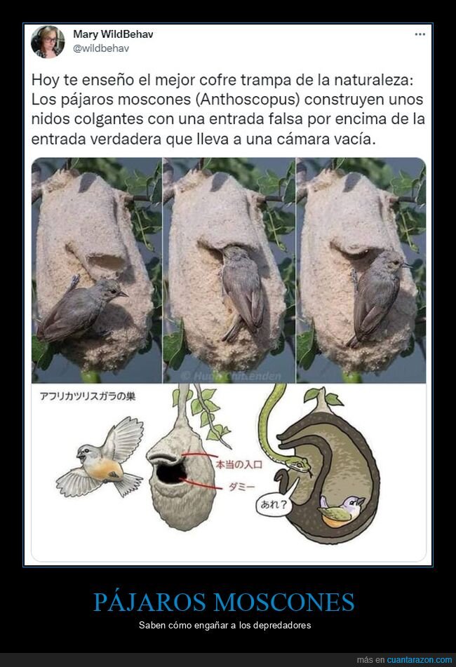 pájaro,nido,serpiente