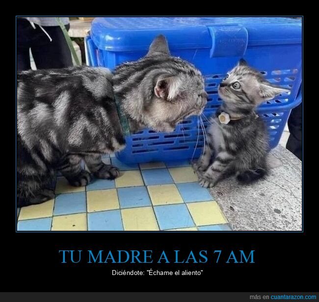 madre,aliento,gatos