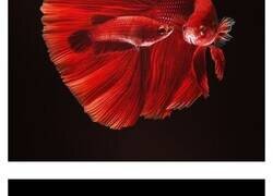Enlace a Fotos a peces Betta con todo tipo de patrones y colores