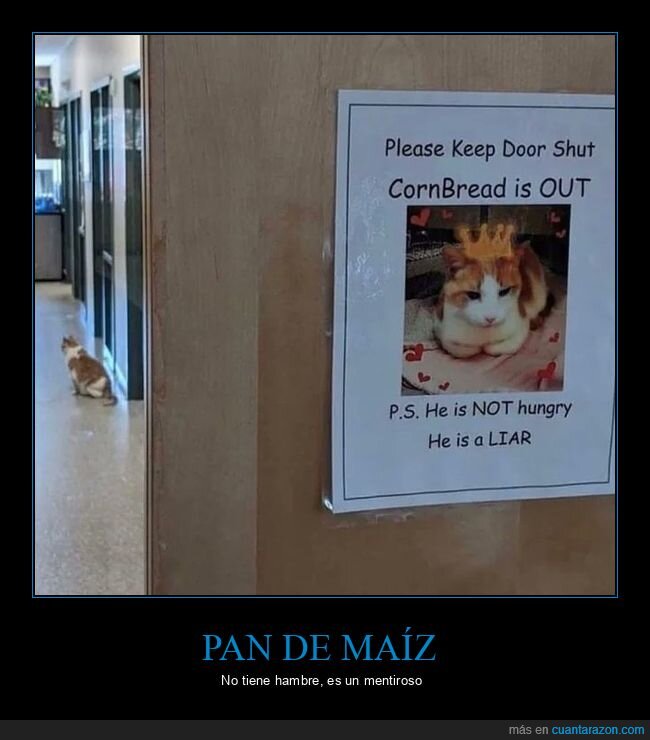 gato,puerta,cartel,hambre,mentiroso