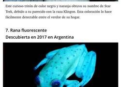 Enlace a Especies de animales recién descubiertas que prueban que aún hay mucho por explorar