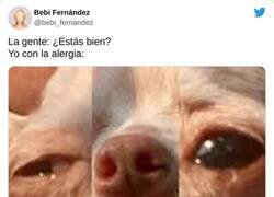 Enlace a Maldita alergia...