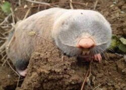 Enlace a El segundo animal más ciego