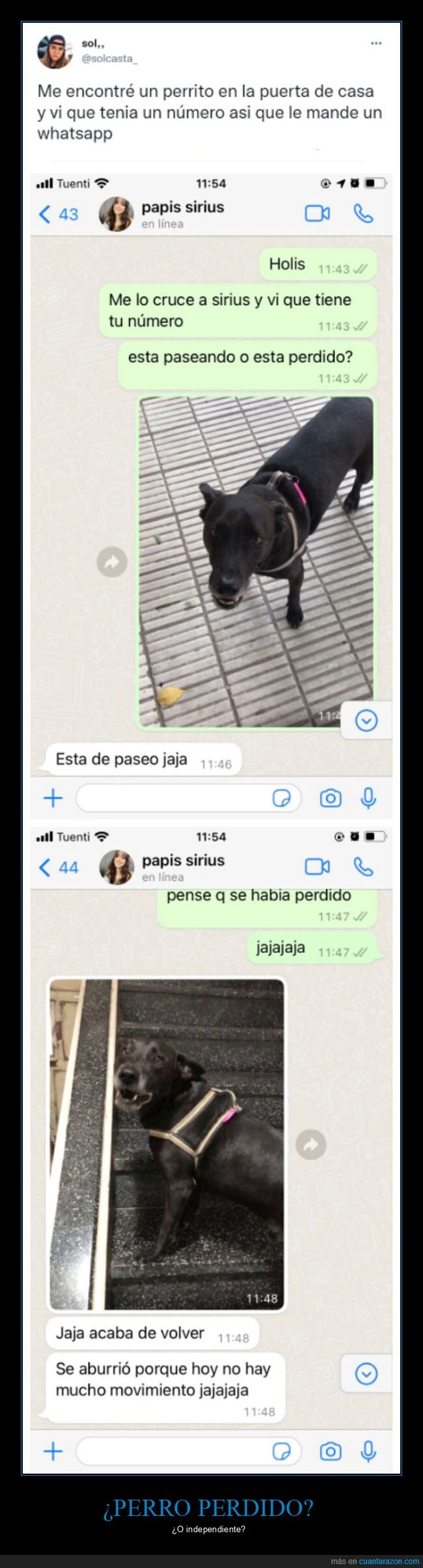 perro,perdido,paseando,independiente