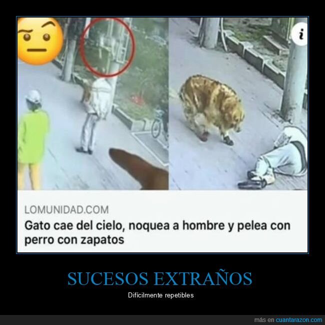 cielo,gatos,perros,wtf,zapatos